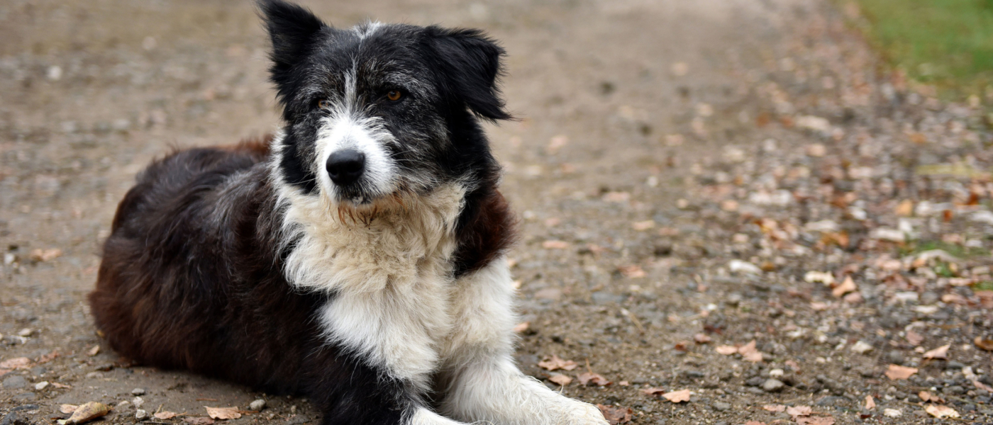 abandoned-homeless-stray-dog-on-the-street-2022-04-12-06-48-59-utc