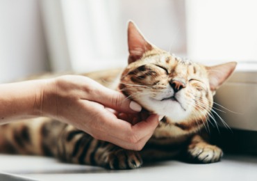 8 maneras de hacer que tu gato se sienta amado