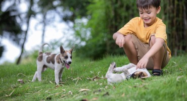 Perro o gato: ¿Cuál adopto?