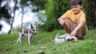 Guaw & Miaw - edad para adoptar mascota